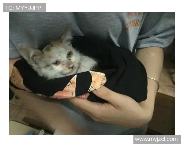 球星与猫狗共踢足球 亲子互动新玩法引爆体育圈热潮 球星与猫狗共踢足球 亲子互动新玩法引爆体育圈热潮